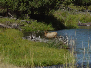   (Elk)